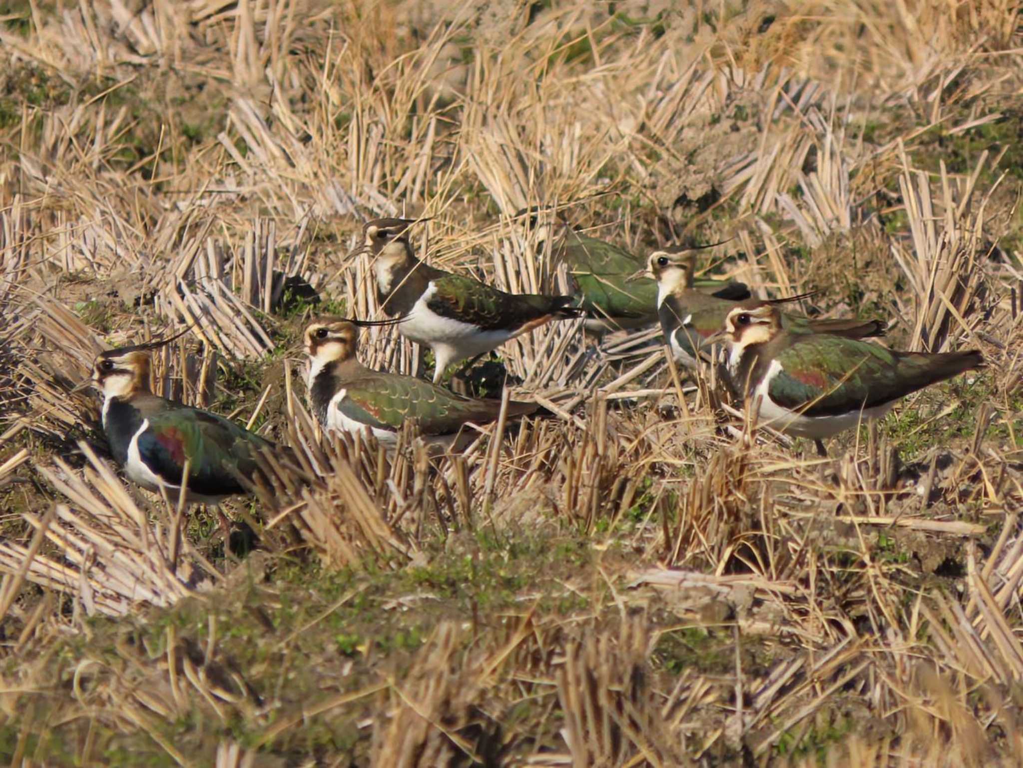 Northern Lapwing