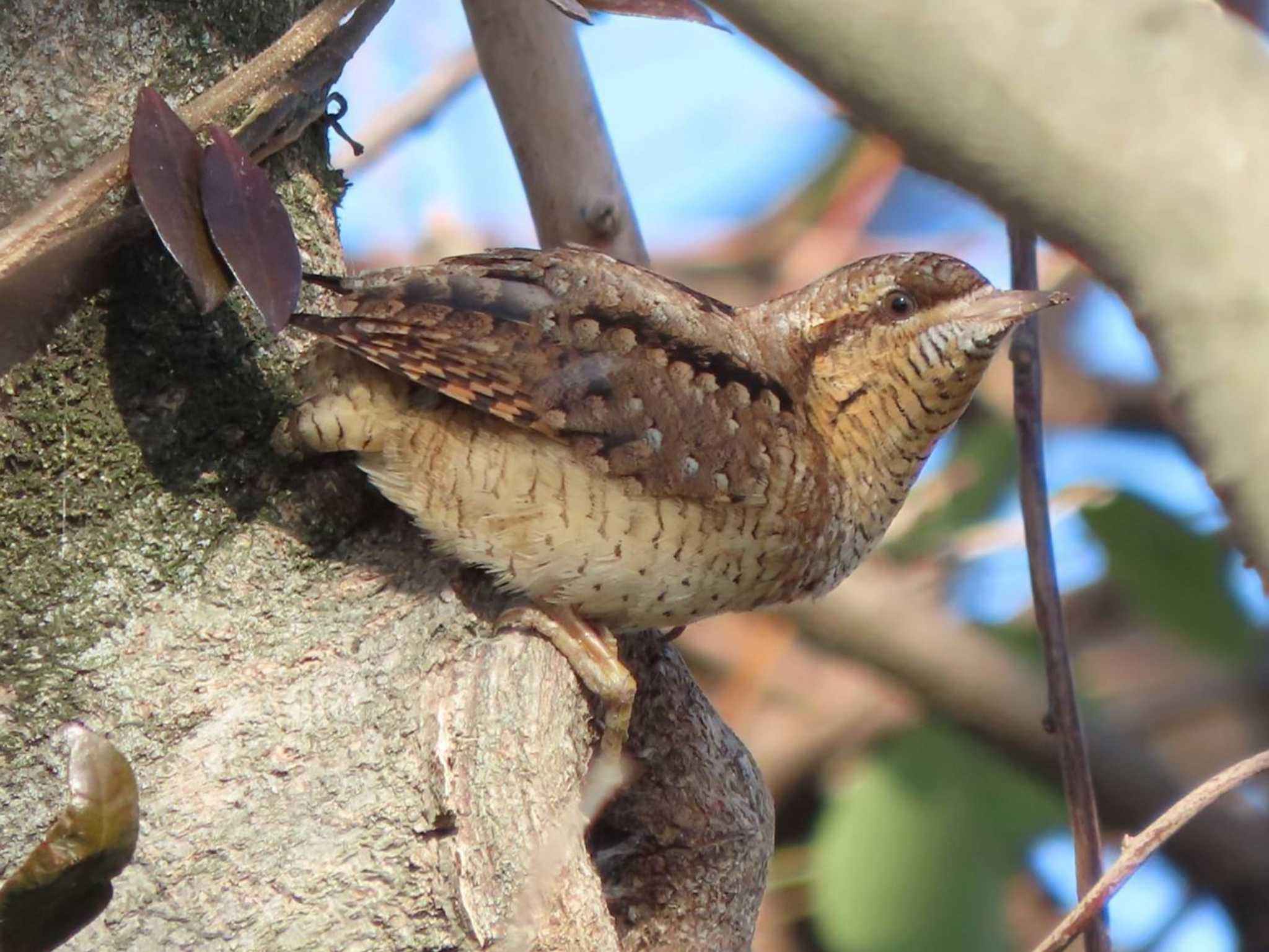 Photo of Eurasian Wryneck at 京都 by あなちゃん