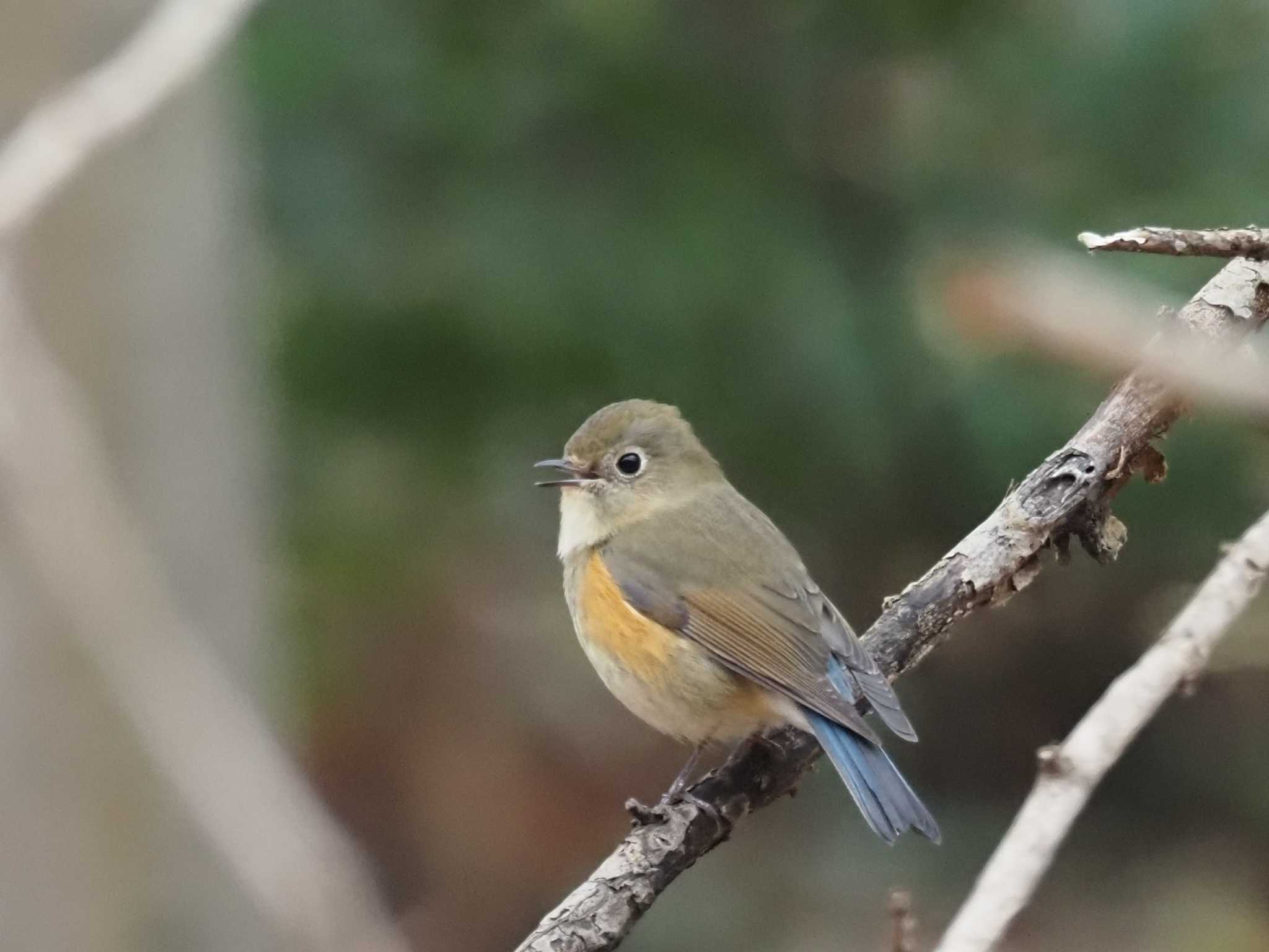 Photo of Red-flanked Bluetail at Kitamoto Nature Observation Park by とみた