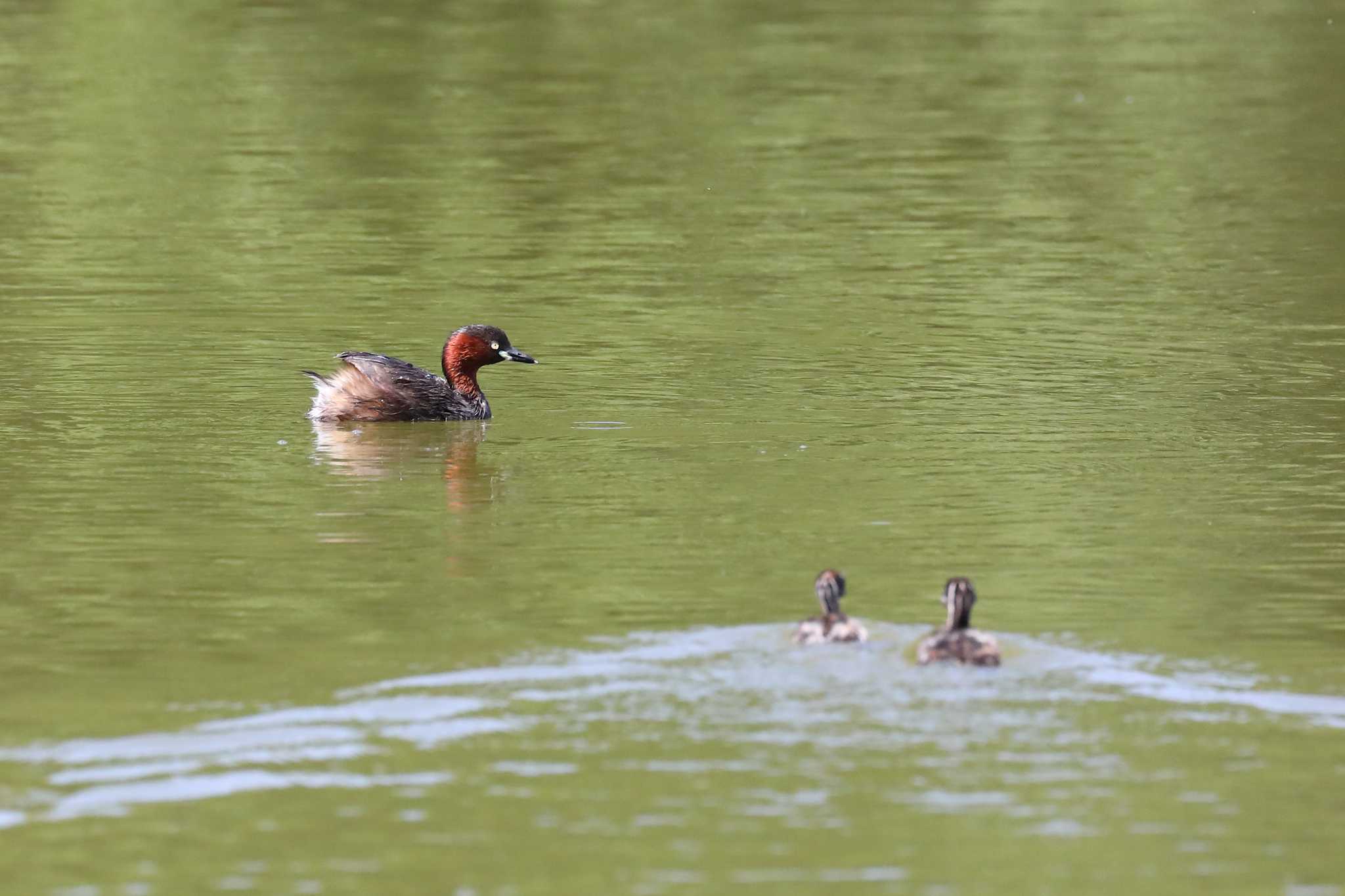 Photo of Little Grebe at 名古屋市内 by 紅孔雀