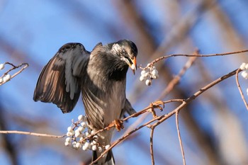 White-cheeked Starling 東品川海上公園(東京都品川区) Fri, 1/12/2024