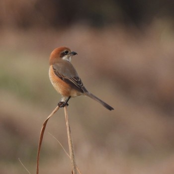 Bull-headed Shrike 桶ケ谷沼 Wed, 1/3/2024