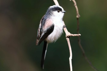 エナガ 明石公園 2023年12月10日(日)