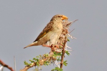 Red-billed Quelea