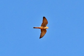 Lesser Kestrel Amboseli National Park Sat, 12/30/2023