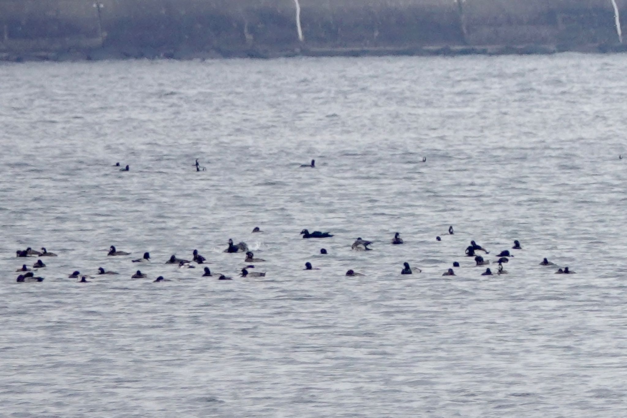 White-winged Scoter