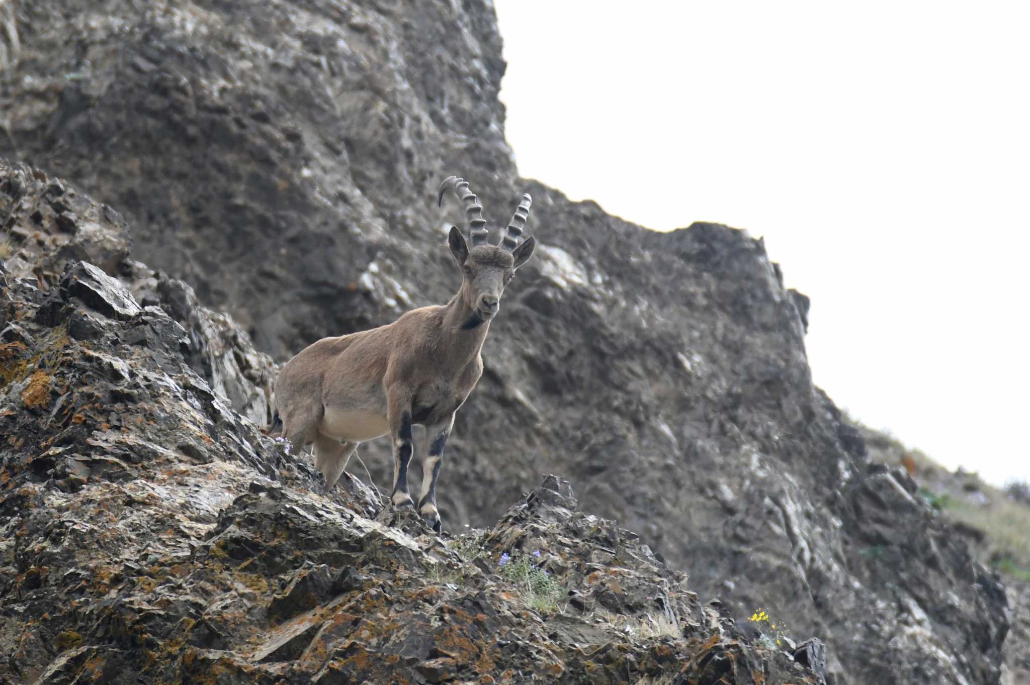 Siberian Ibex（シベリアアイベックス） by あひる