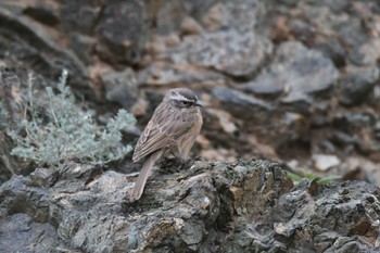 Brown Accentor