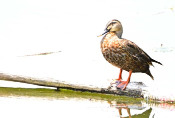 Eastern Spot-billed Duck Unknown Spots Sat, 7/22/2023