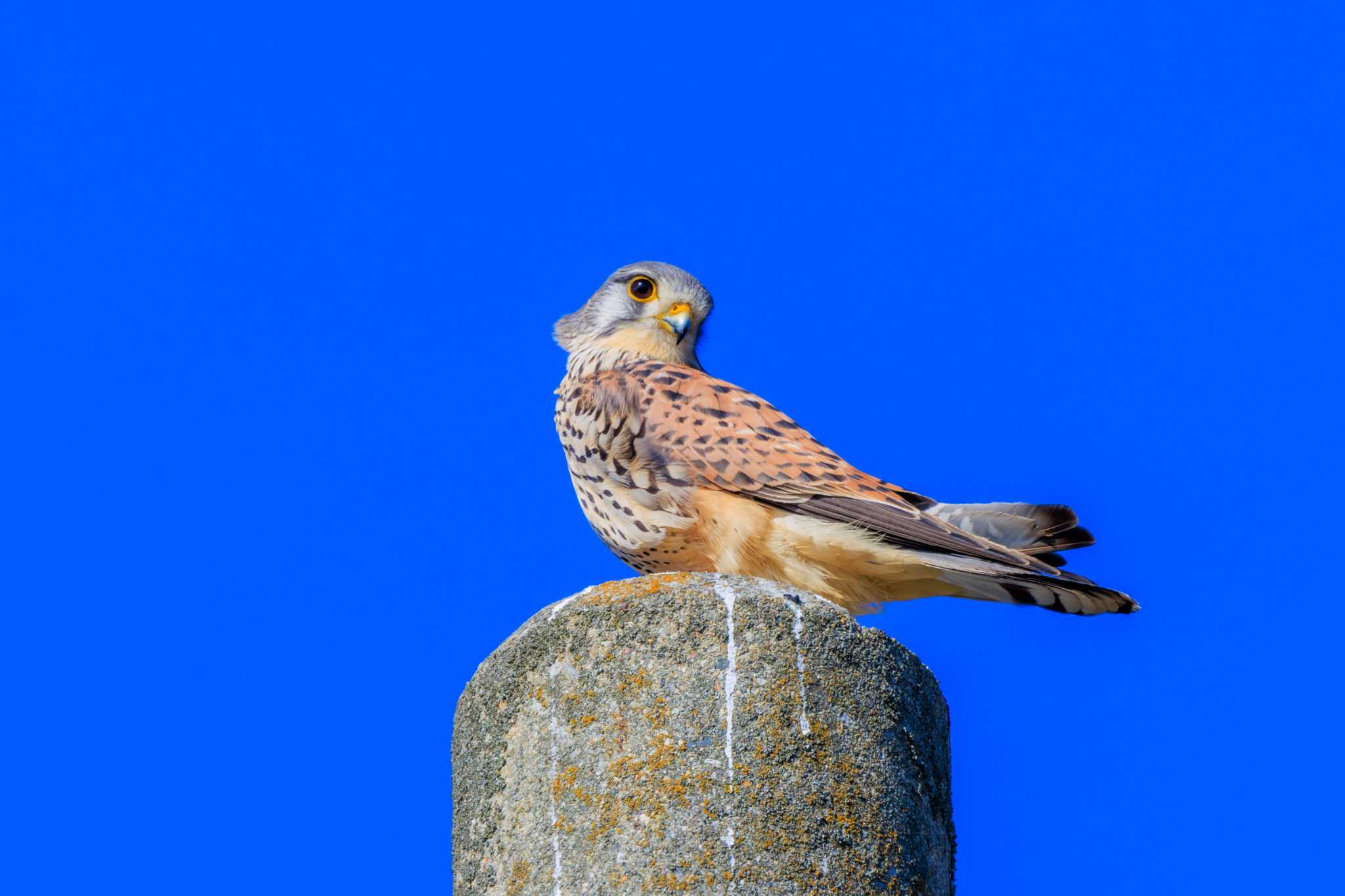 神戸市西区岩岡町 チョウゲンボウの写真 by ときのたまお