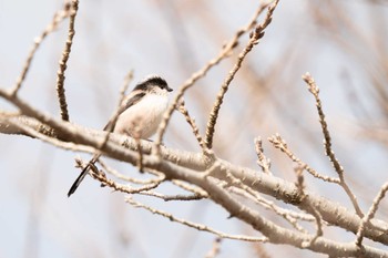 エナガ 京都府立植物園 2024年1月12日(金)