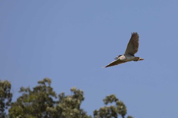 Black-crowned Night Heron 名古屋市内 Sun, 8/5/2018