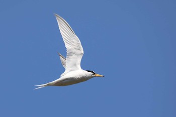 Little Tern 名城公園 Sat, 6/2/2018