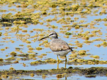 Grey-tailed Tattler Long Reef(Australia, NSW) Fri, 1/5/2024