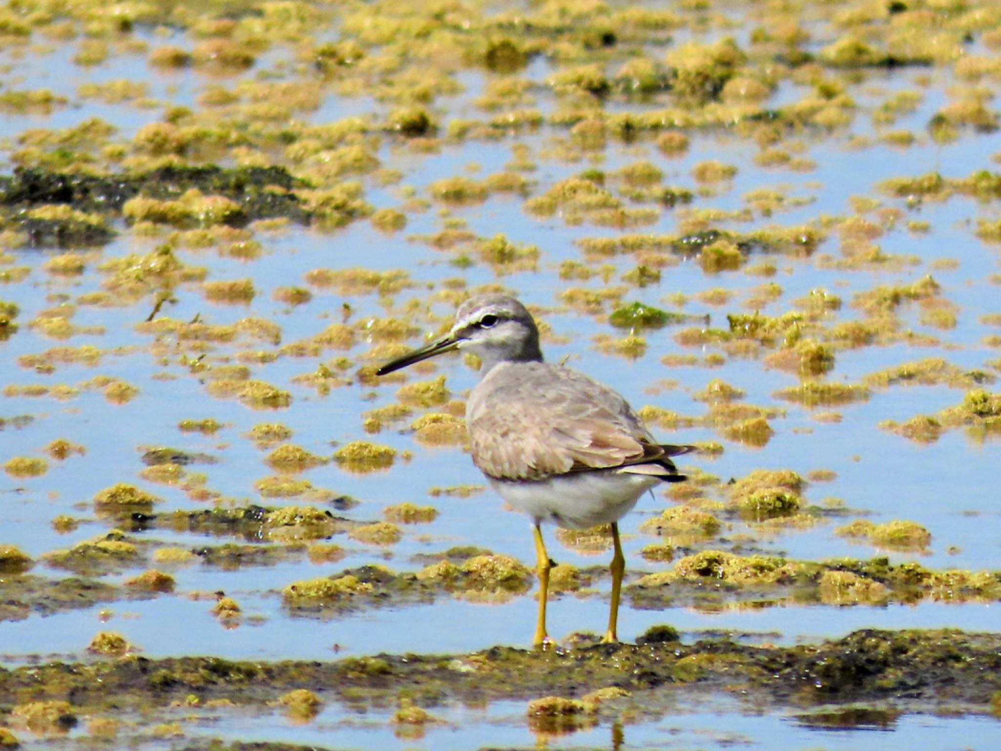 Photo of Grey-tailed Tattler at Long Reef(Australia, NSW) by Maki