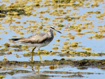 Grey-tailed Tattler Long Reef(Australia, NSW) Fri, 1/5/2024