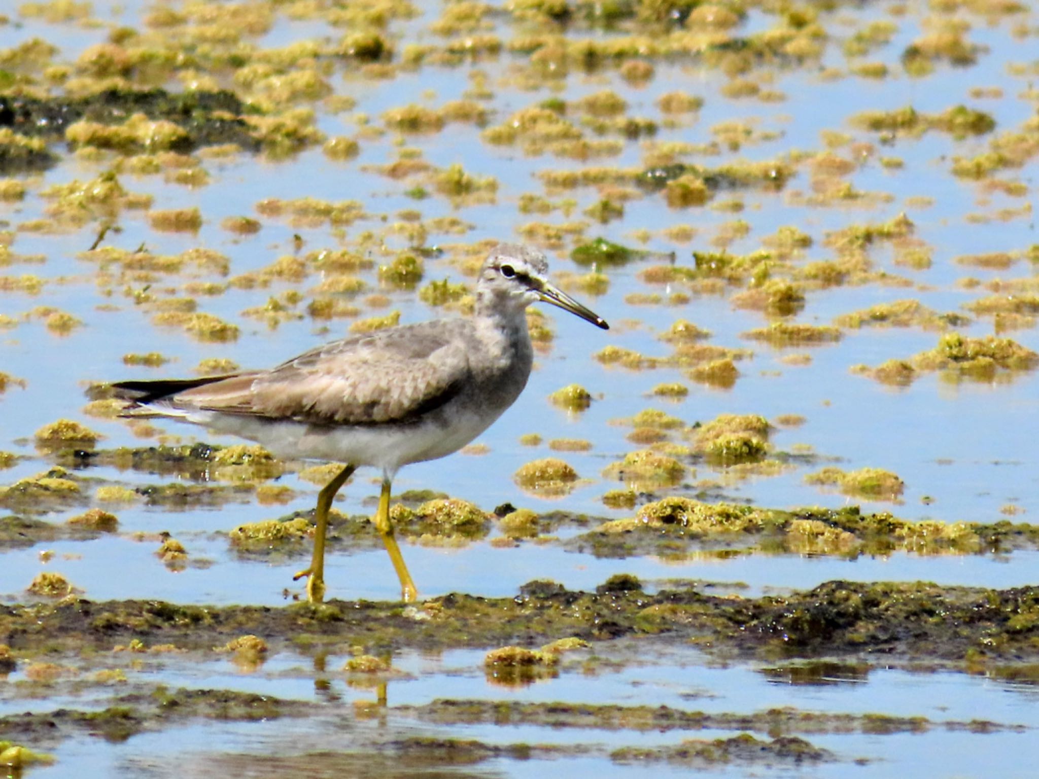 Photo of Grey-tailed Tattler at Long Reef(Australia, NSW) by Maki