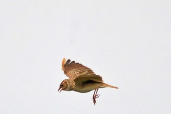 Indian Bush Lark Amboseli National Park Fri, 12/29/2023