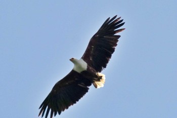 サンショクウミワシ アンボセリ国立公園 2023年12月29日(金)