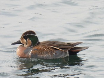 Baikal Teal 狭山湖堤防 Fri, 1/13/2023