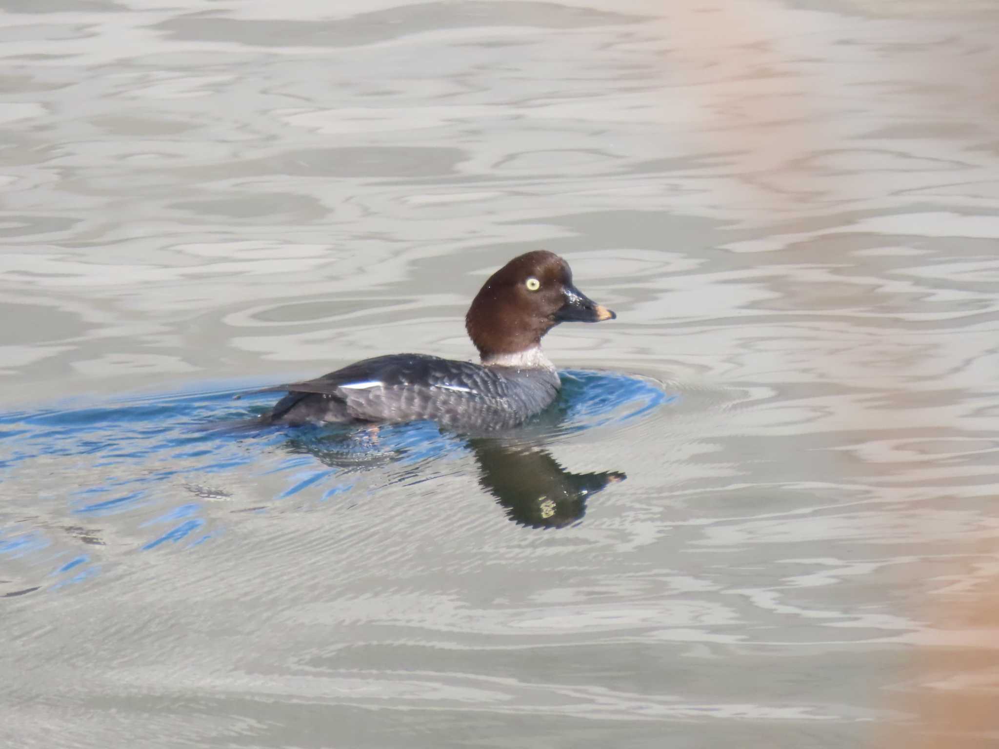 Common Goldeneye