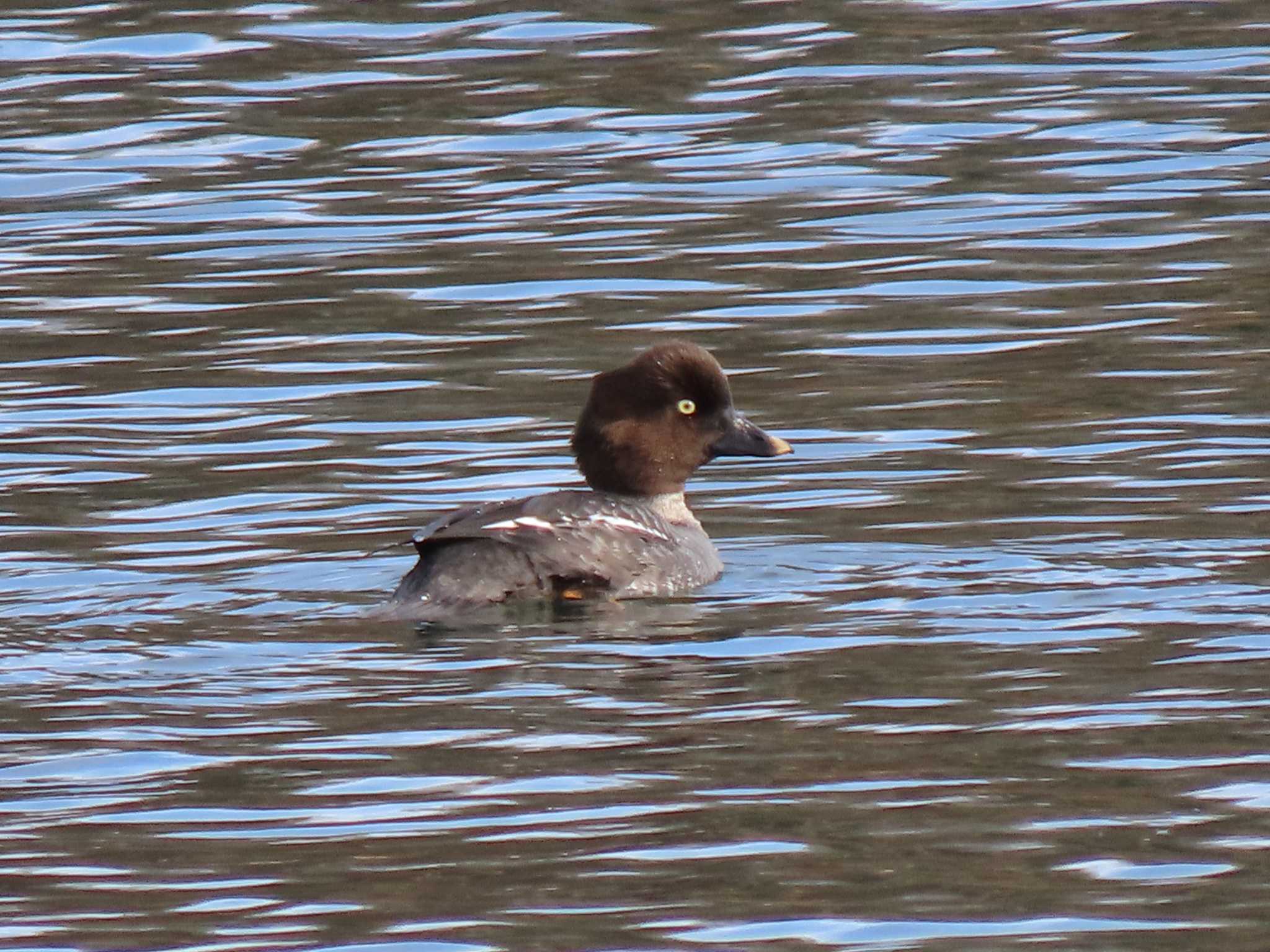 Common Goldeneye