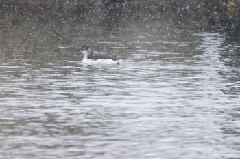 Spectacled Guillemot 石狩東埠頭 Tue, 1/9/2024