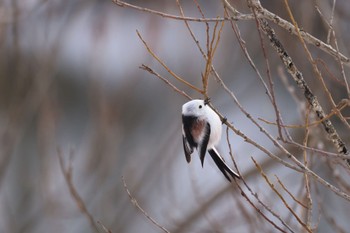 2024年1月12日(金) 北島遊水地の野鳥観察記録