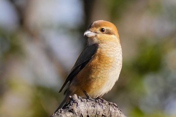 Bull-headed Shrike しながわ区民公園(品川区民公園) Sat, 1/13/2024