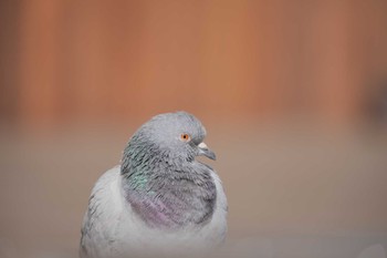 Rock Dove しながわ区民公園(品川区民公園) Sat, 1/13/2024