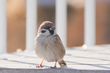 Eurasian Tree Sparrow しながわ区民公園(品川区民公園) Sat, 1/13/2024