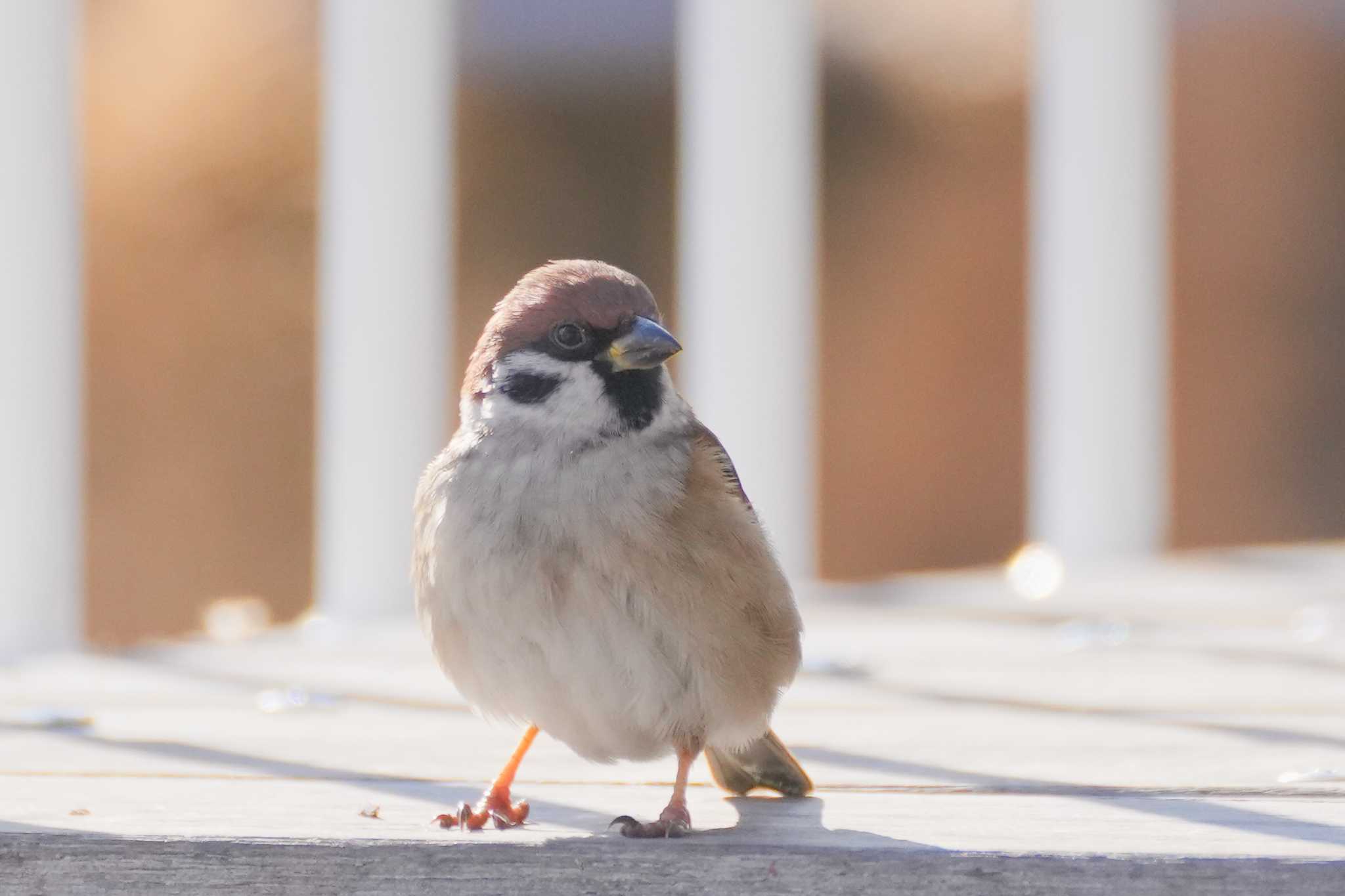 スズメ