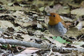 Japanese Robin Osaka castle park Sun, 4/23/2023