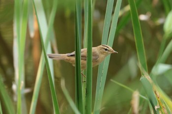 Black-browed Reed Warbler 芦屋市総合公園 Wed, 10/25/2023