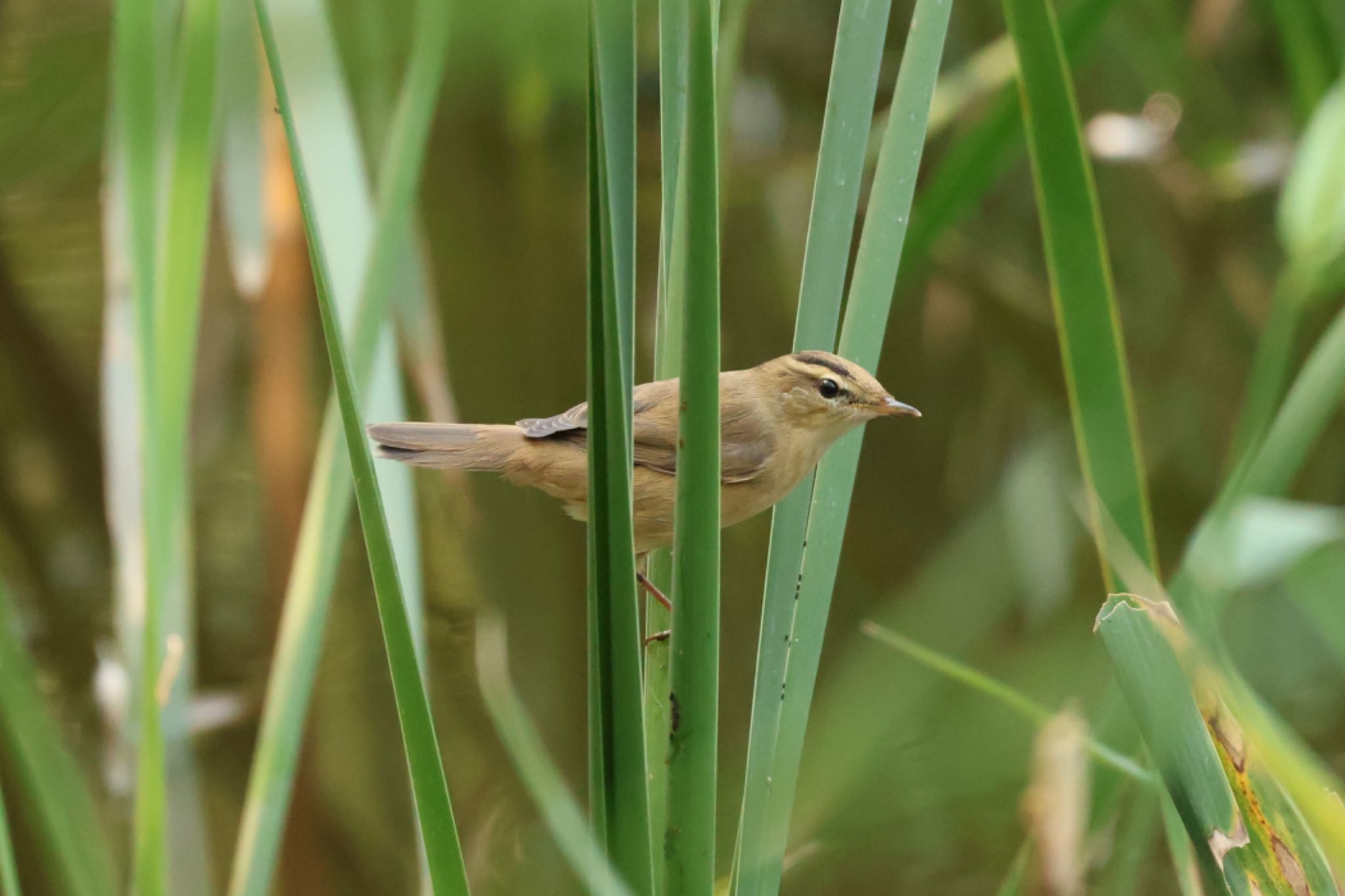 Photo of Black-browed Reed Warbler at 芦屋市総合公園 by zetsubouteacher