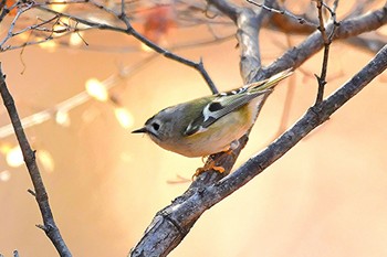 キクイタダキ 嶺公園 2023年12月14日(木)