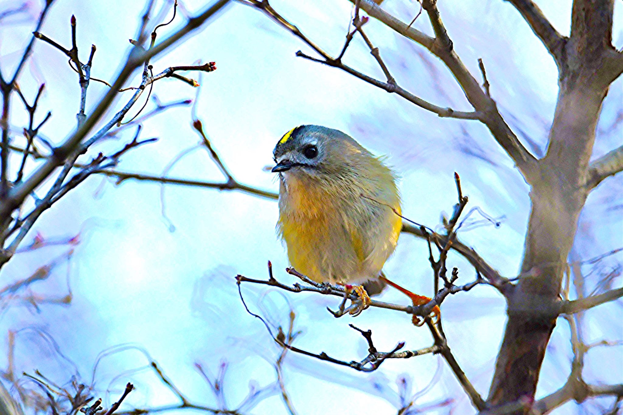 Photo of Goldcrest at Mine Park by yanahiro