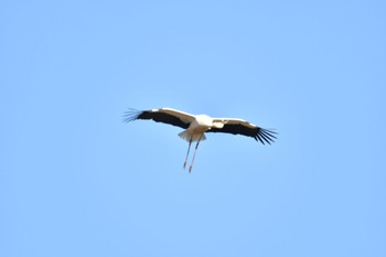 Oriental Stork Watarase Yusuichi (Wetland) Sat, 1/6/2024