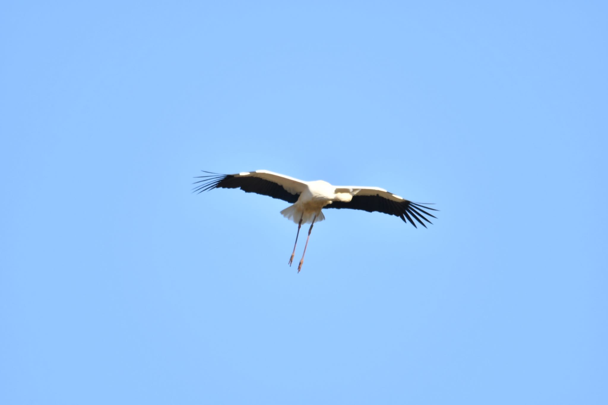 Photo of Oriental Stork at Watarase Yusuichi (Wetland) by yanahiro