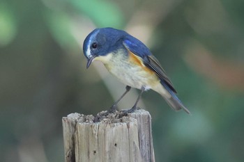 ルリビタキ 明石公園 2023年12月10日(日)