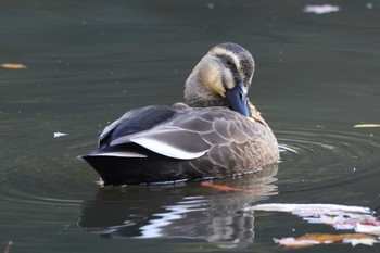 カルガモ 明石公園 2023年12月10日(日)