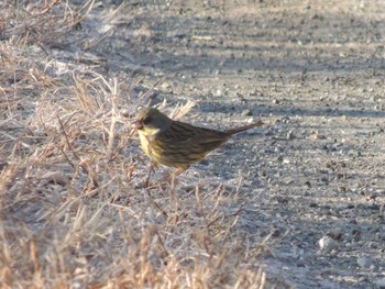 Masked Bunting 宇都宮市 Sat, 1/13/2024