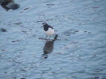 Japanese Wagtail 宇都宮市 Sat, 1/13/2024