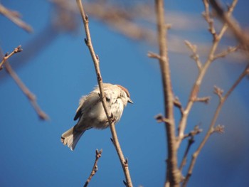 Eurasian Tree Sparrow 宇都宮市 Sat, 1/13/2024