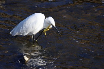 Little Egret 奈良 葛下川 Sat, 2/12/2022