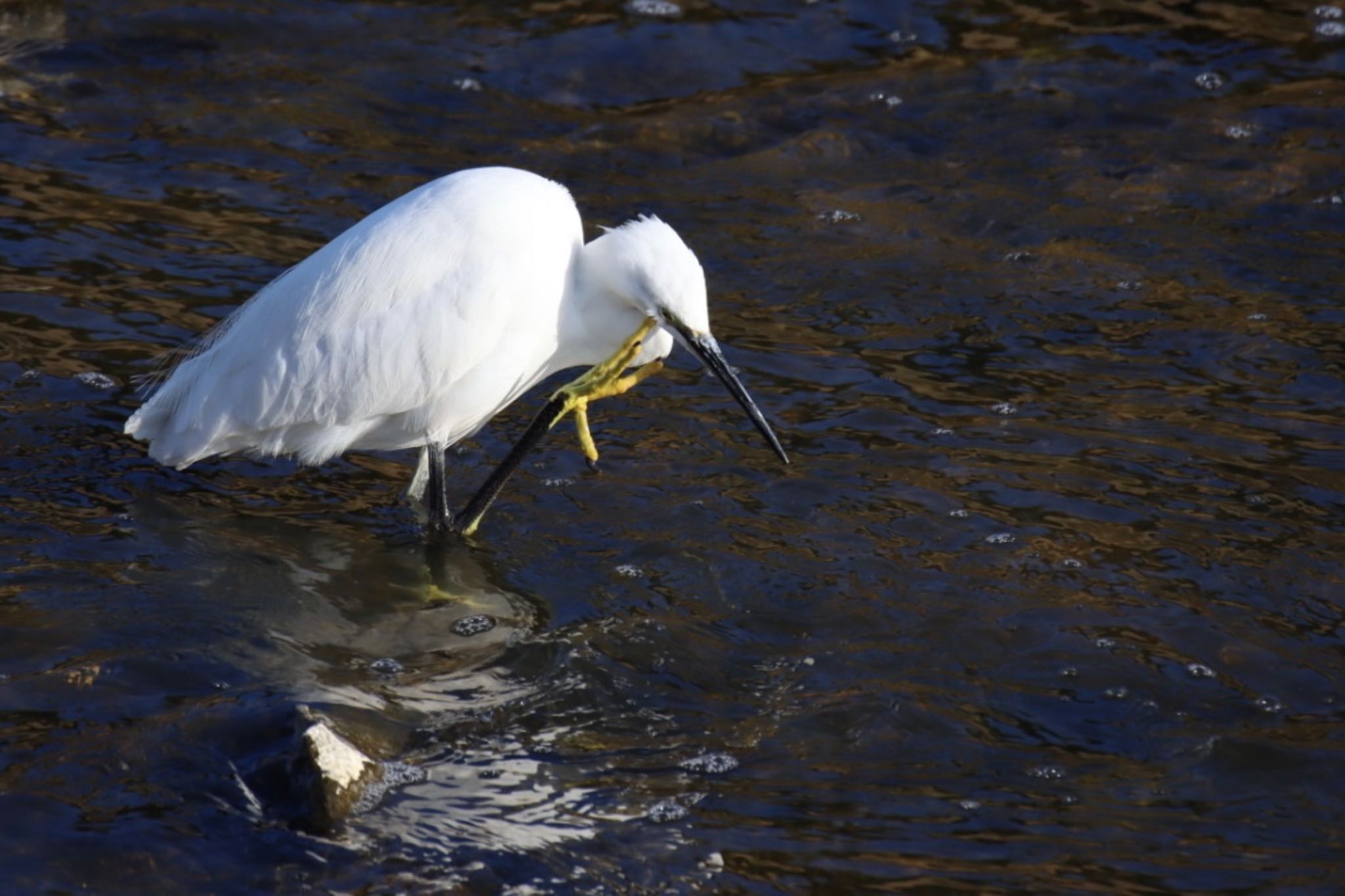 Photo of Little Egret at 奈良 葛下川 by アカウント15049