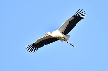 Oriental Stork Watarase Yusuichi (Wetland) Sat, 1/6/2024