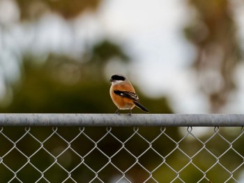 Long-tailed Shrike 神戸市 Mon, 1/8/2024