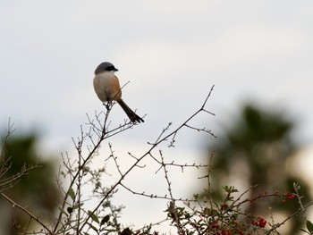 Long-tailed Shrike 神戸市 Mon, 1/8/2024