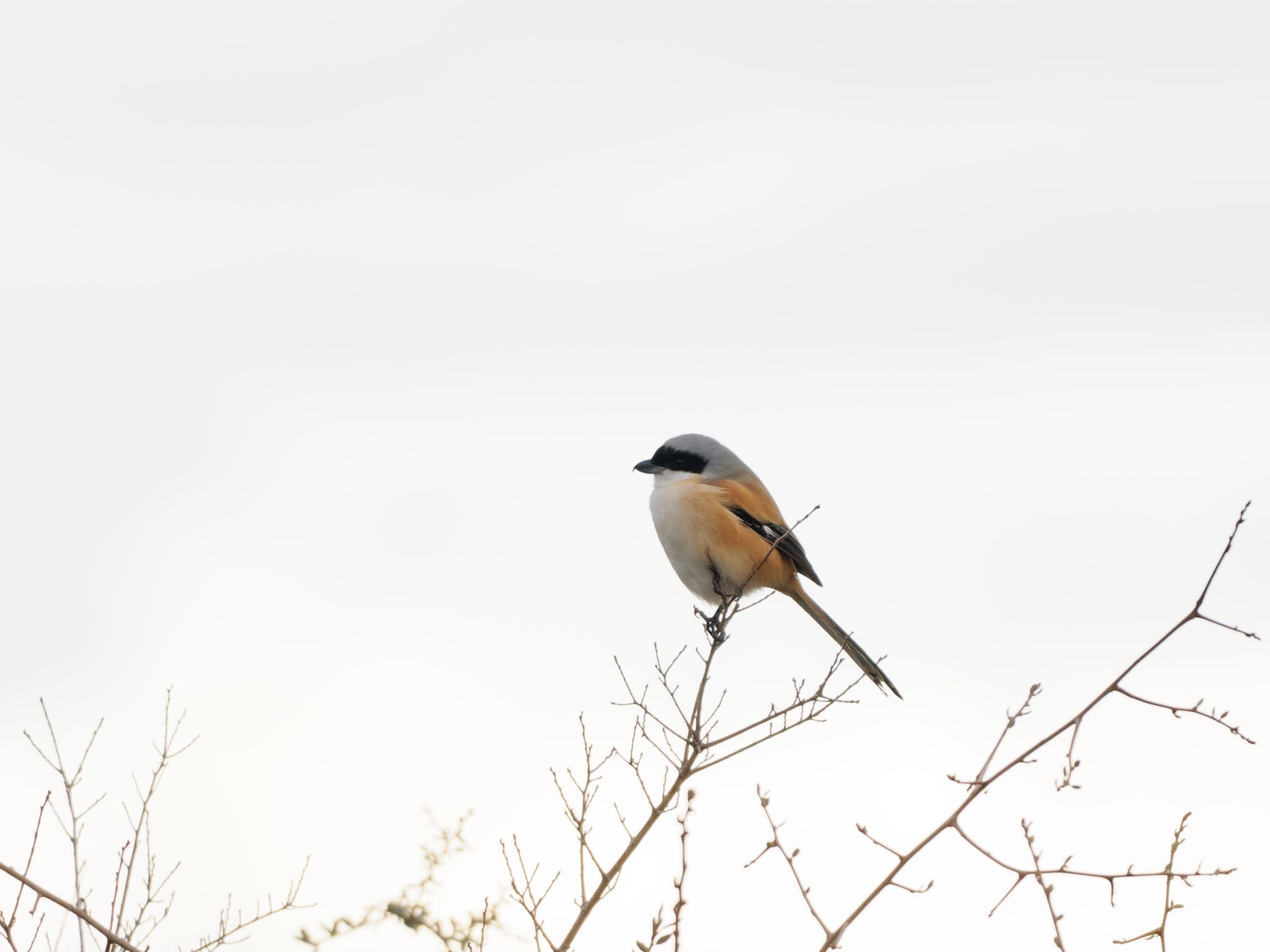 Photo of Long-tailed Shrike at 神戸市 by speedgame